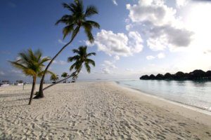 constance halaveli maldives beach palm trees