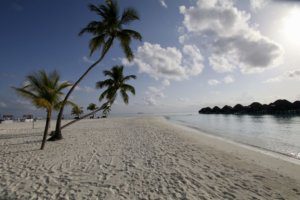 constance halaveli maldives beach palm trees