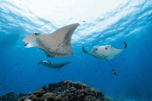 Manta Rays in the Indian oCEAN