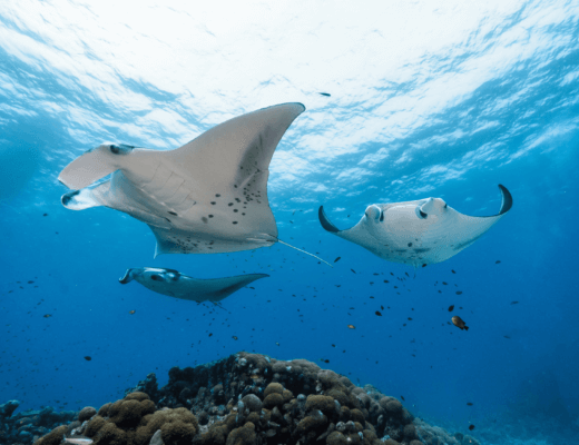 Manta Rays in the Indian oCEAN